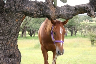  Riding through nature 